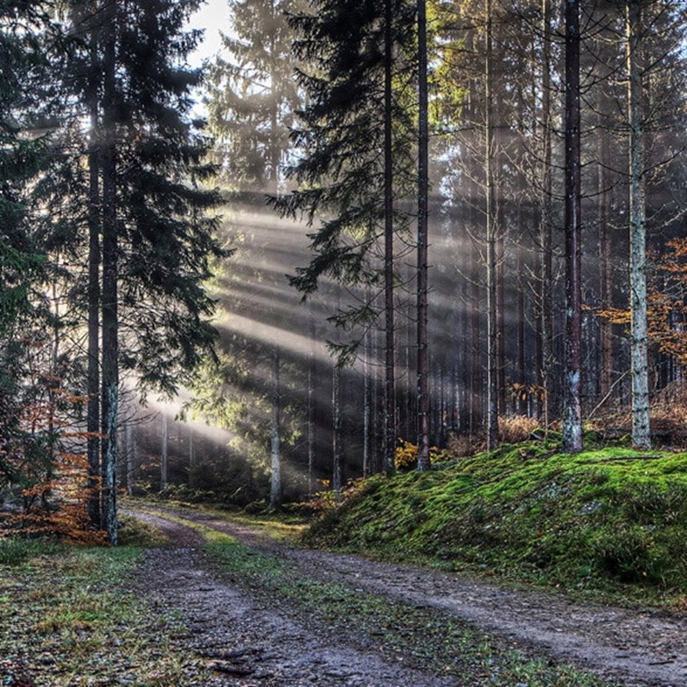 Skog i motljus