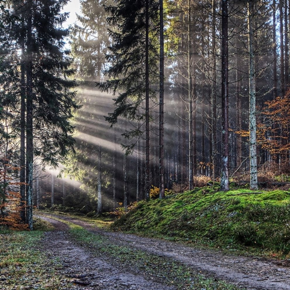 Skog i motljus