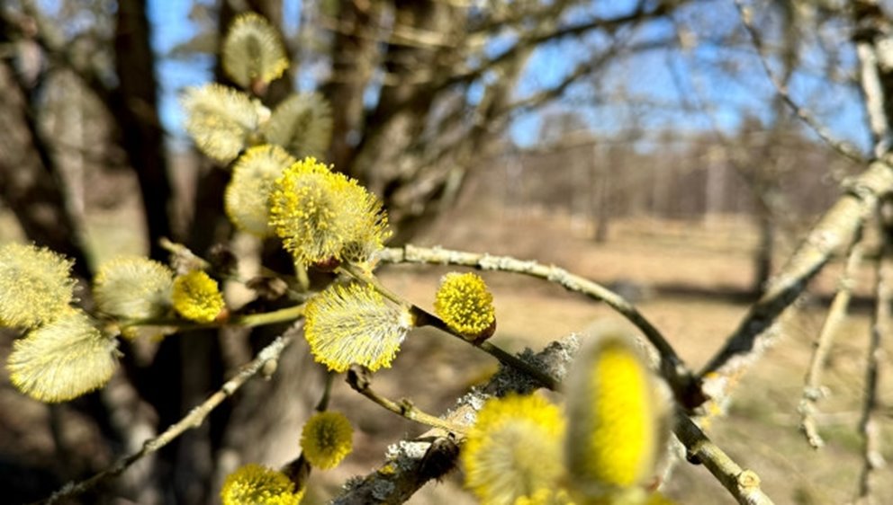 Blommande sälg på våren.