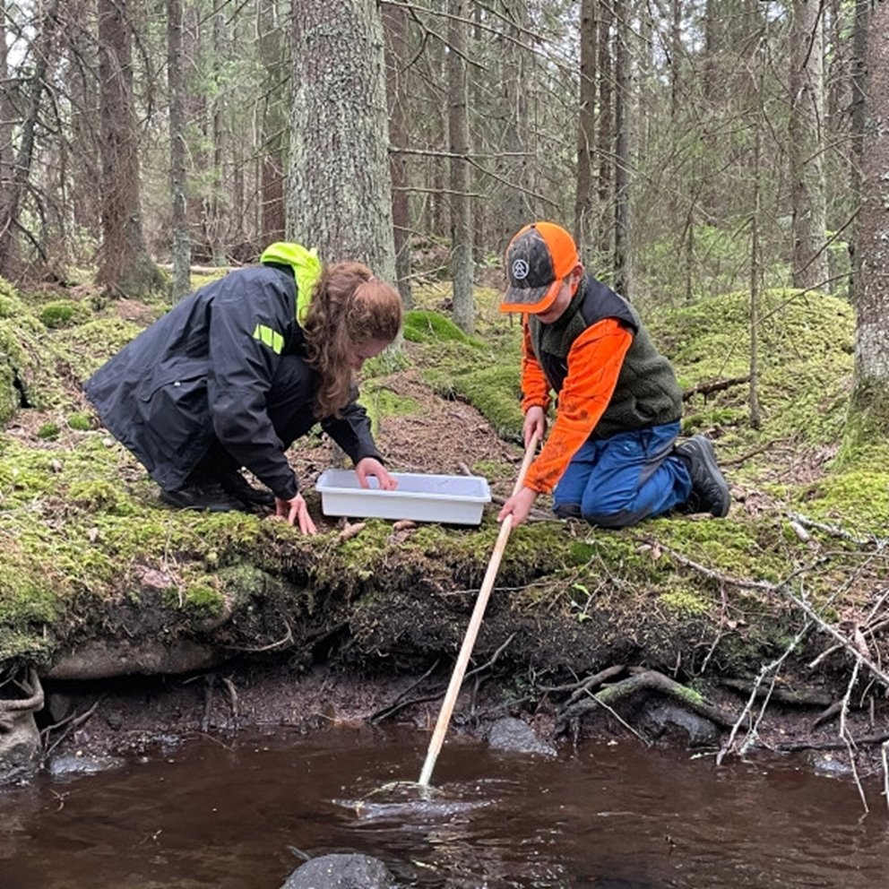 Utforskning av livet i skogsbäcken.