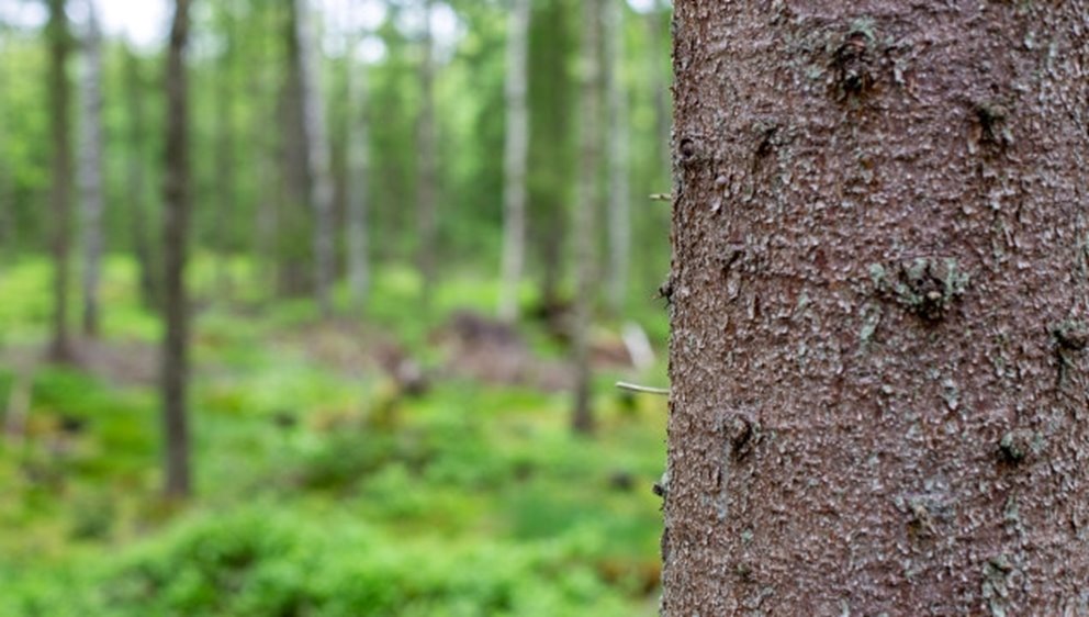 Detaljbilder från skogen