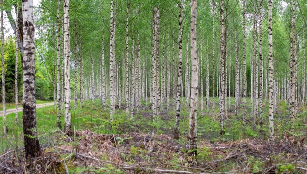 Detaljbilder från skogen