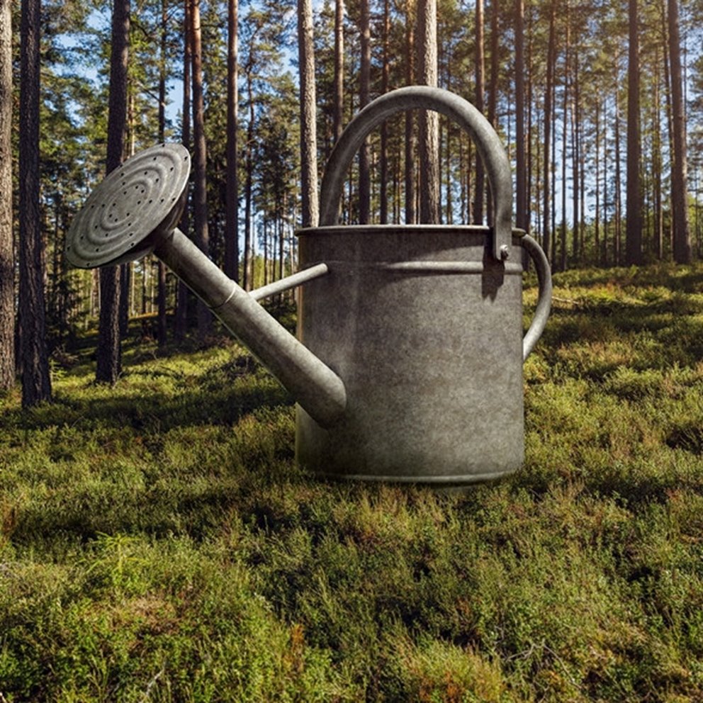 Jättestor vattenkanna står i en tallskog.