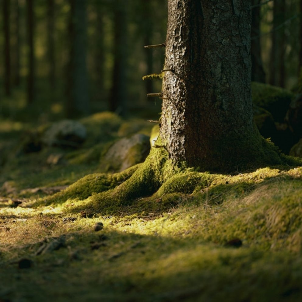 Moss Ground and tree trunk