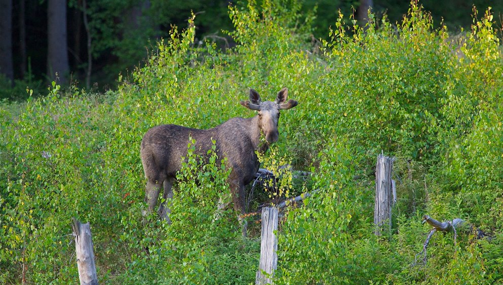 Älgtjur på bete i en glänta med björksly.