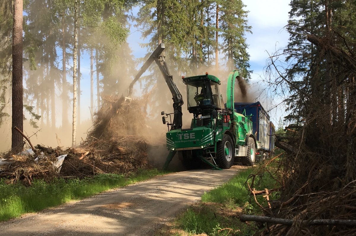 Flisning av barrgrot.