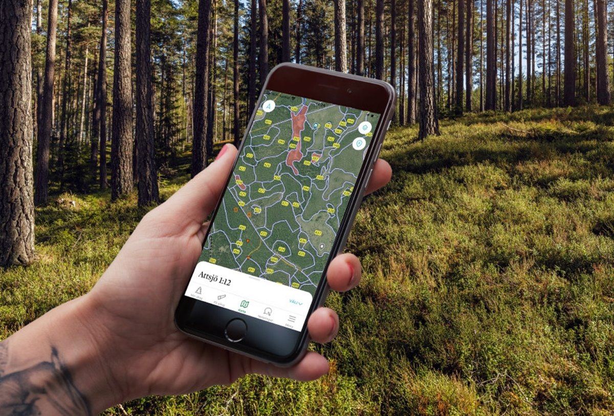 Collagebild Appen Min skogsgård Tallskog med blåbärsris