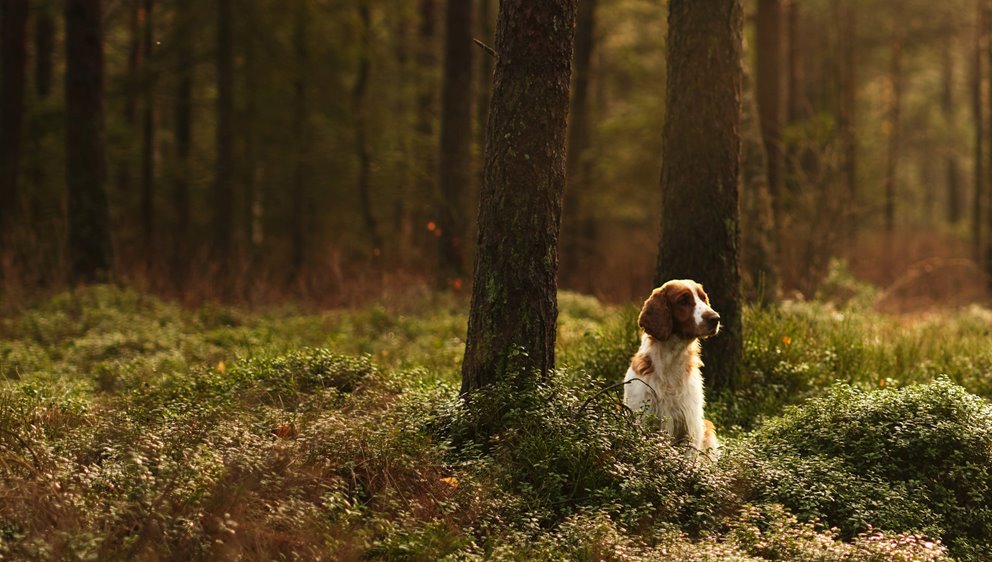 Hund i skogen