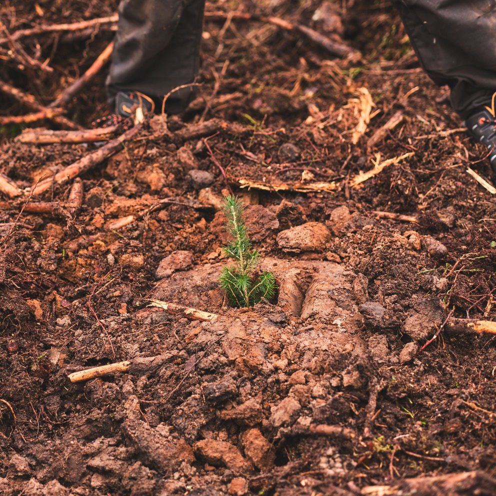 BraSatt-planterad granplanta