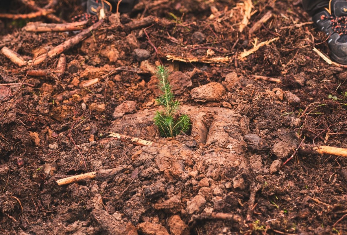 BraSatt-planterad granplanta