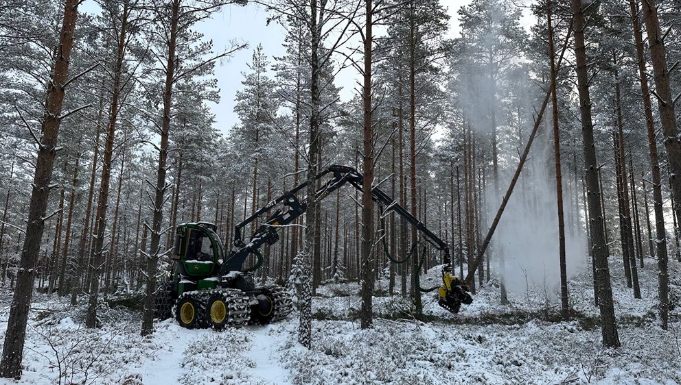 Tredje gallring tall.