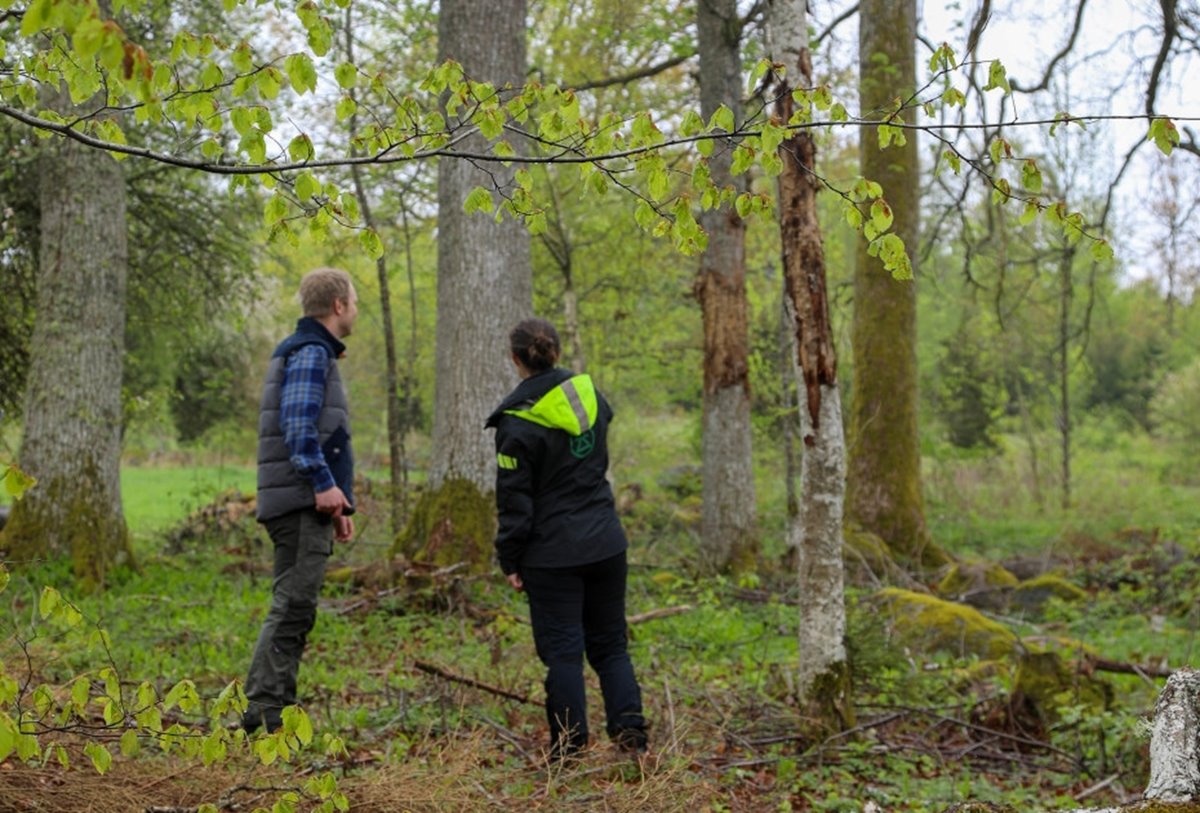 Skogsägare och specialist i bokskog