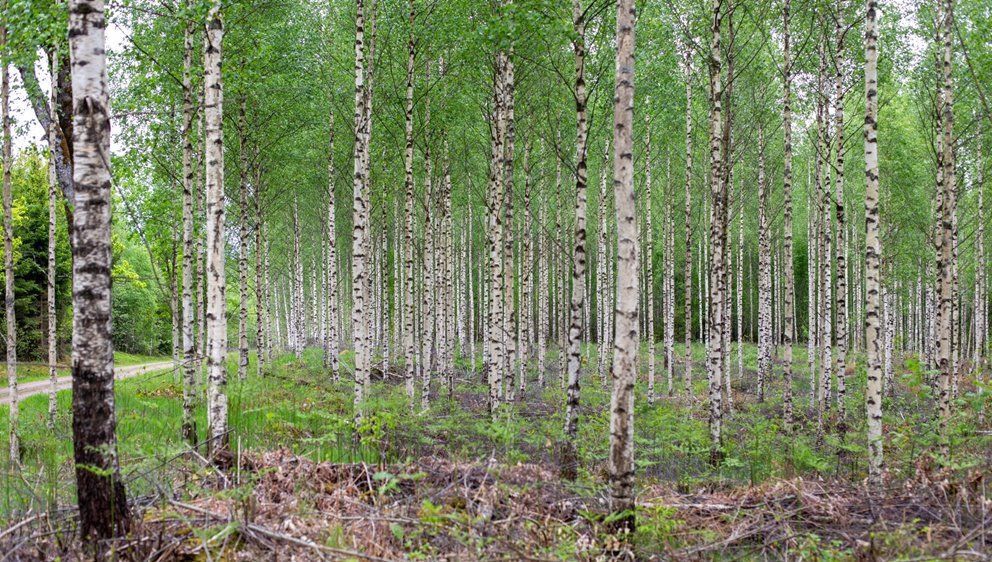Detaljbilder från skogen