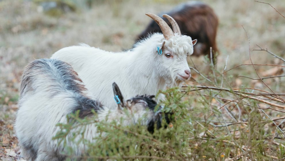 Reportage generationsskifte Genestorp, Södergård
