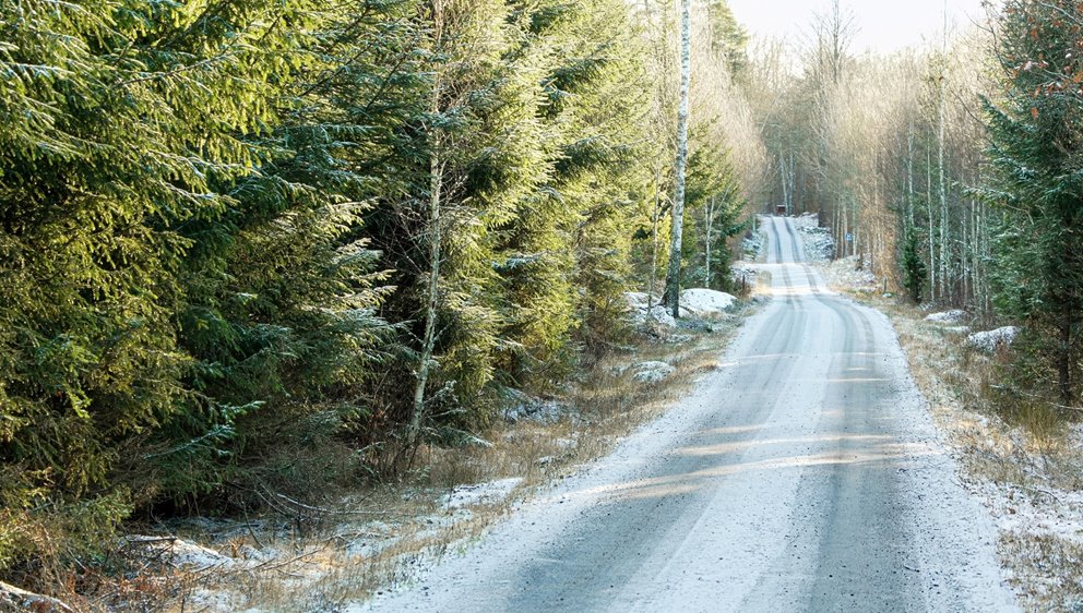 Gallringsskog efter Gudrun