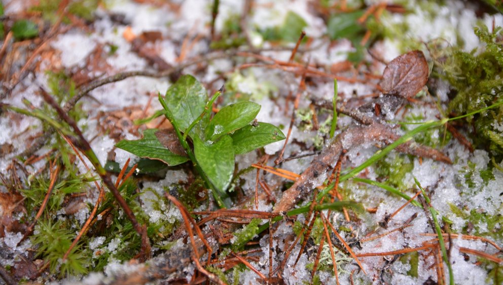 Knärot
Södrakontakt nr 3 2024