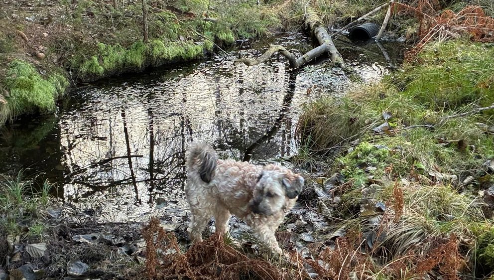 Bilder till artikel om hänsyn intill vatten Södrakontakt