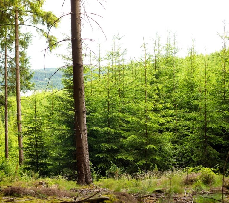 Skog med olika bestånd .