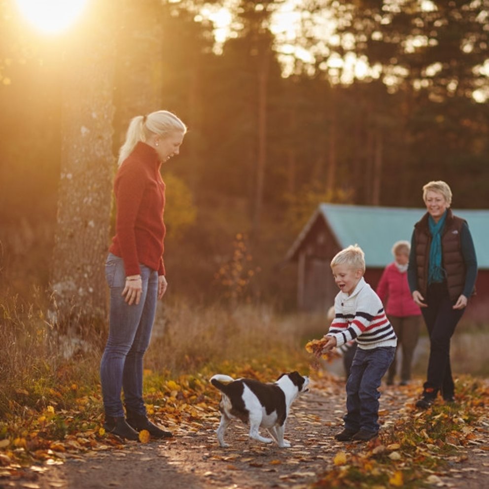 Familj med hund gående på skogsväg