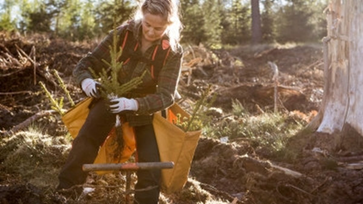 Plantering av PluggPlusEtt