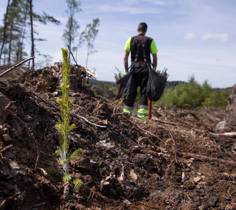 Plantering av Södras plantor Entreprenör som planterar Södraplantan Cambiguard