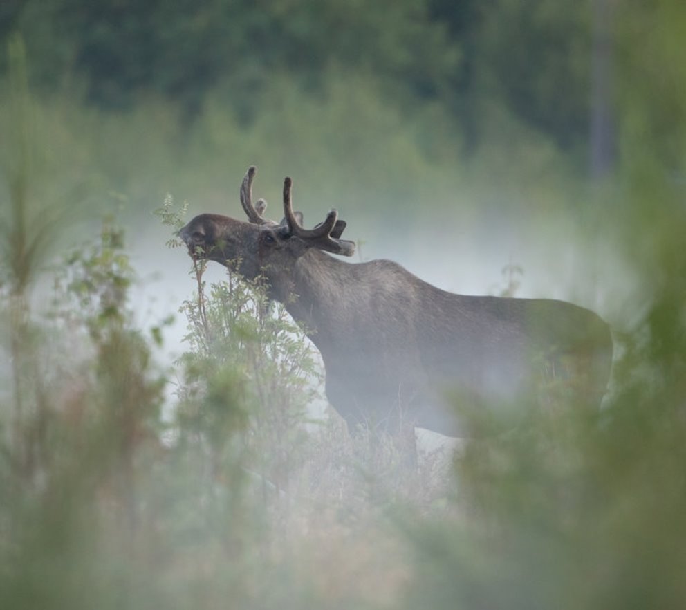 Älg Älgbilder fyra styck från samma serie. Älgbilder fyra styck från samma serie.