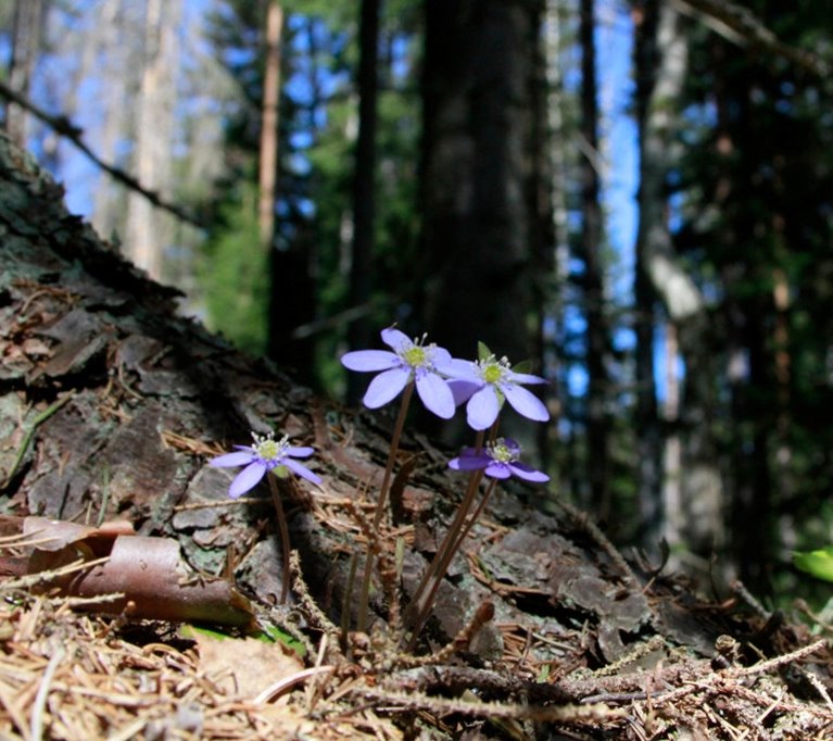 Blåsippor i gran och tallskog på Södras fastighet i Fågelfors.
