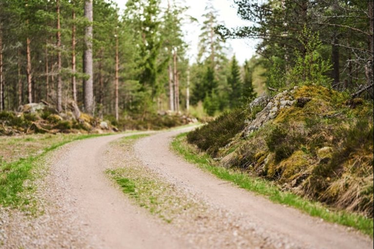 En skogsbilväg som svänger.