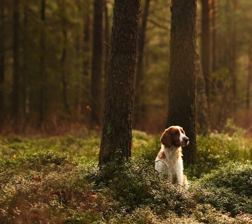 Tänkande hund sittande i skogen
