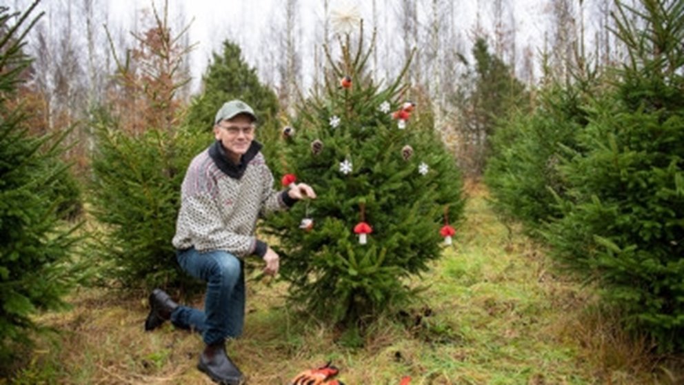 Julgran