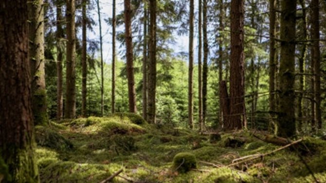 Bilder tagna på två platser i Halland.