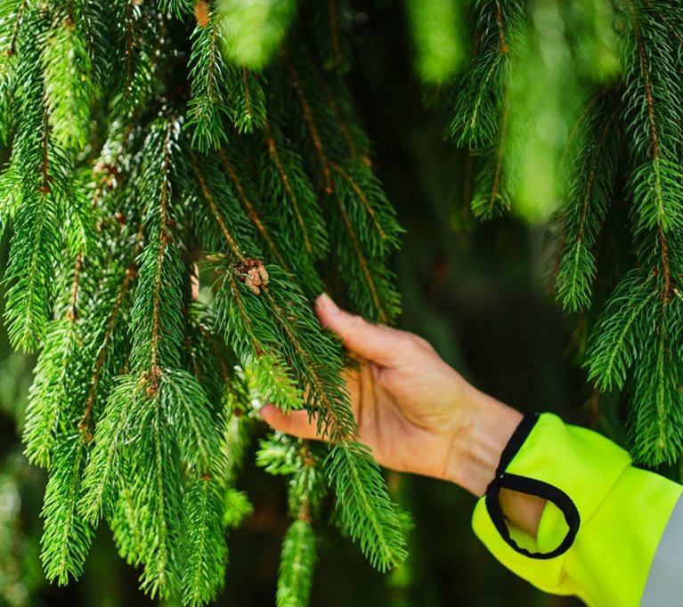 Fotografering plantskolan i Falkenberg
