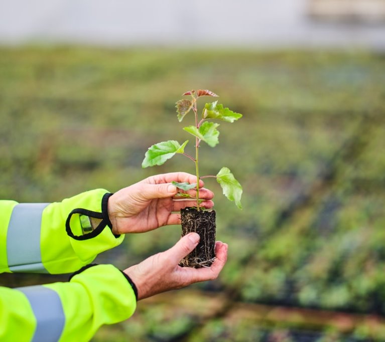 Fotografering plantskolan i Falkenberg