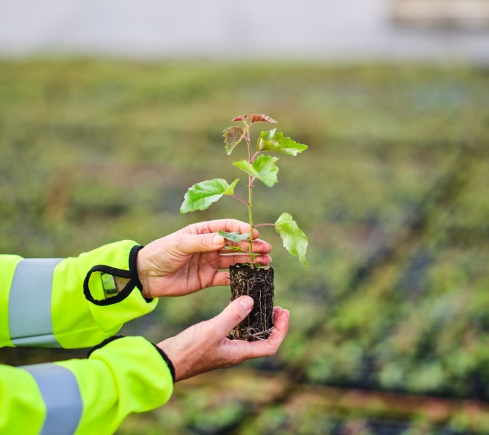 Fotografering plantskolan i Falkenberg