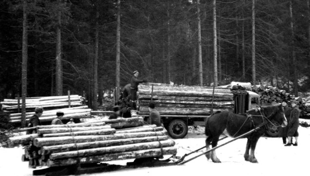Häst i skogen