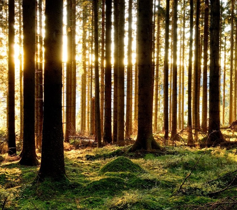 skog i skymningsljus