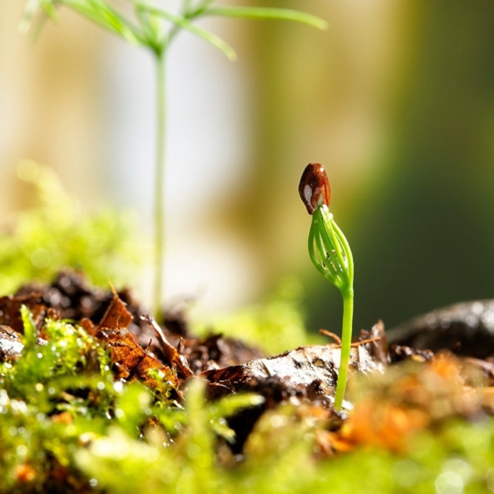 Närbild på växande planta