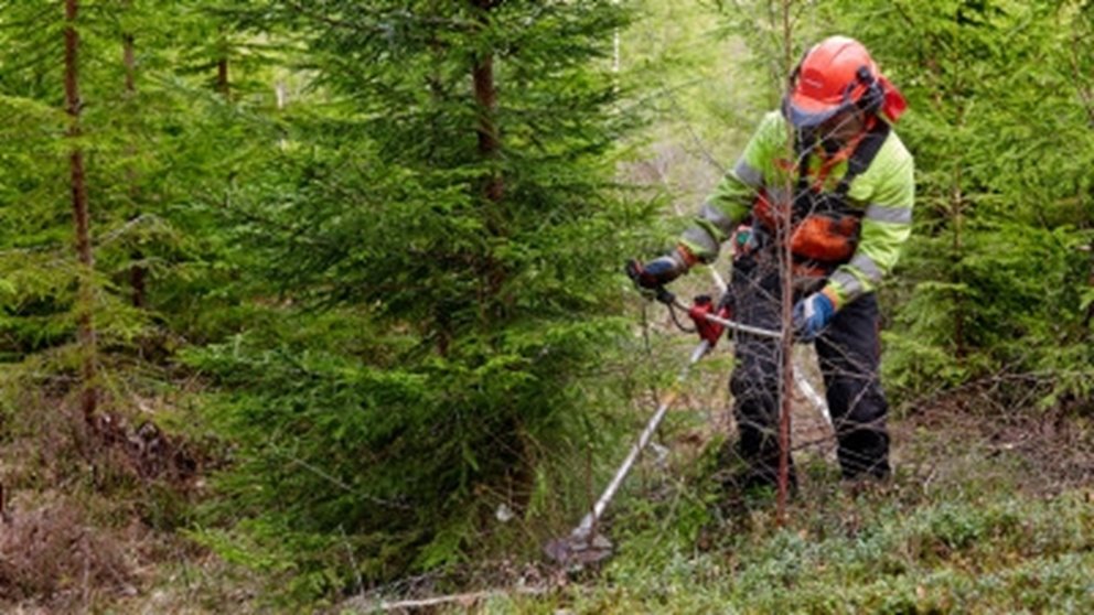 Röjning skog hos Mats Folkesson i Braås. 
