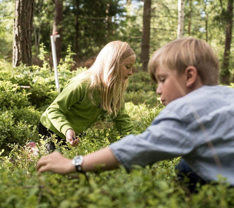 Två barn plockar blåbär i ansvarsfullt brukad skog