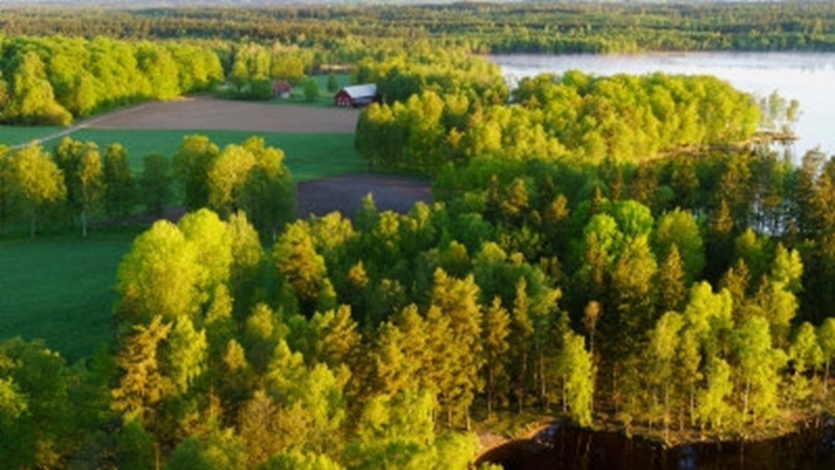 Hult, Odensjö, Kronobergs län. Ägare Conny och Roger Eliasson. Tfn0372378310
SWEREF99 TM
    6299770.297, 414978.694 Skog i Odensjö i Småland