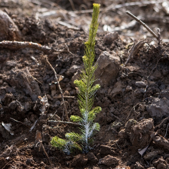 planterad planta med cambiguard