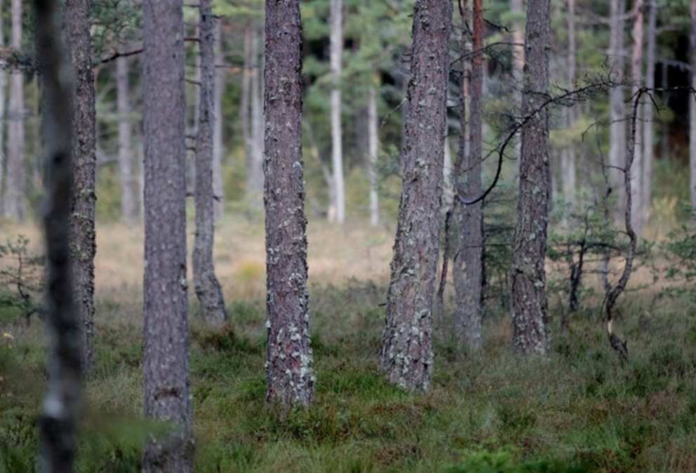 Hovrätten och Skogsstyrelsen och markägare på syn angående föreläggande om försiktighetsmått vid avverkning av skog på fastiheten Hampedal 1:2 nära Töllsjö i Bollebygds kommun.