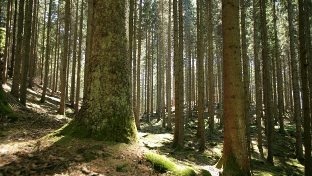 Skog. Gran. Granskog. Solbelyst.