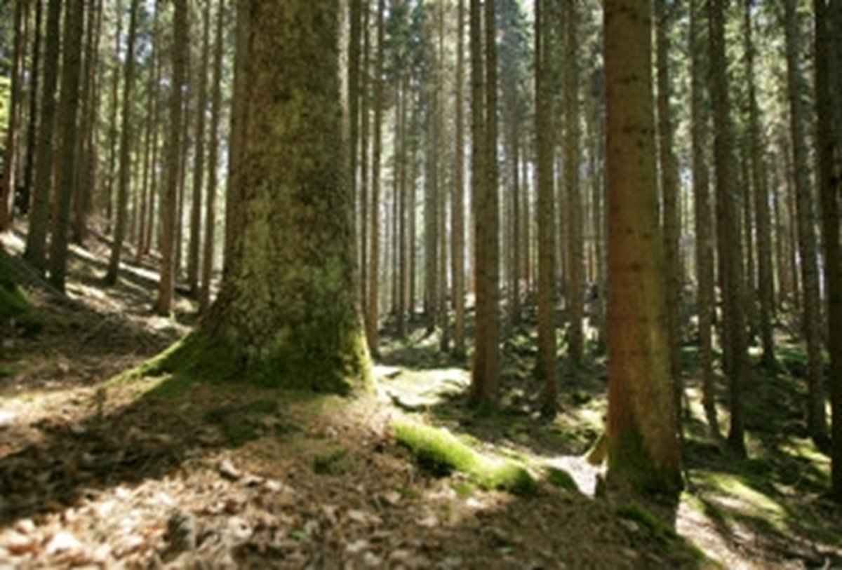 Skog. Gran. Granskog. Solbelyst. Granskog