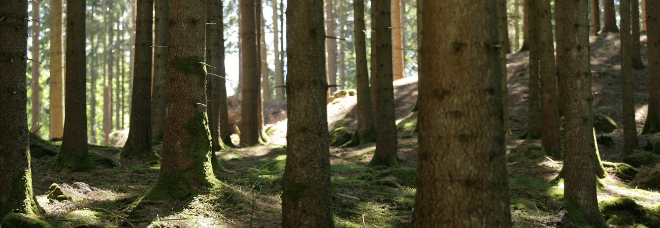 Skog. Gran. Granskog. Solbelyst. Granskog