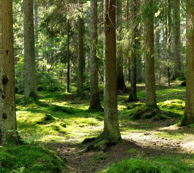 Skog. Gran. Granskog. Södras årsredovisning 2008. Granskog