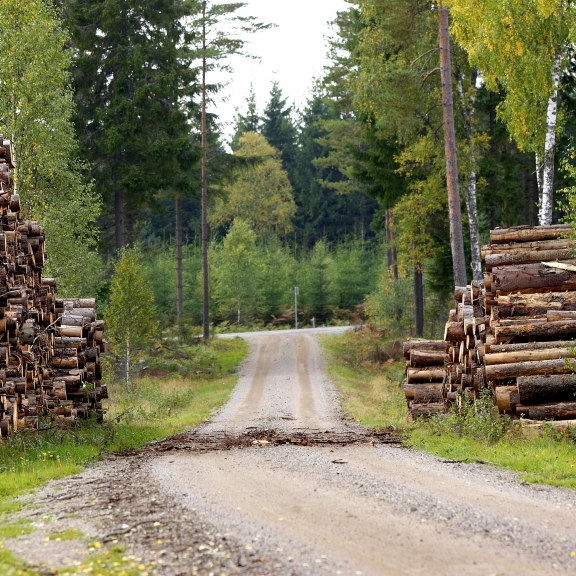 ved i skog