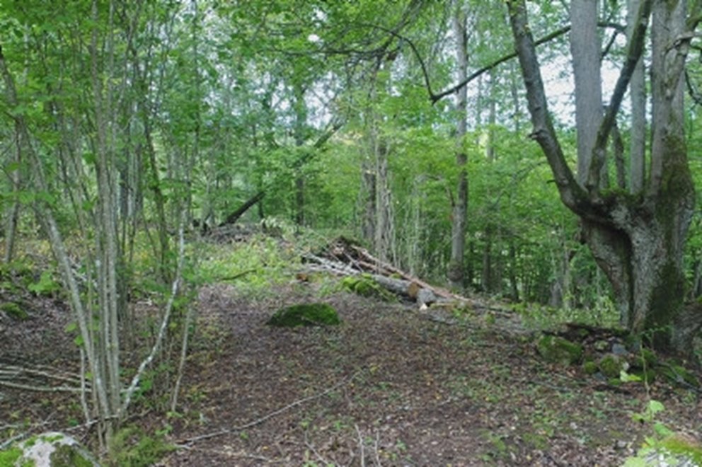 Naturvårdande skötsel