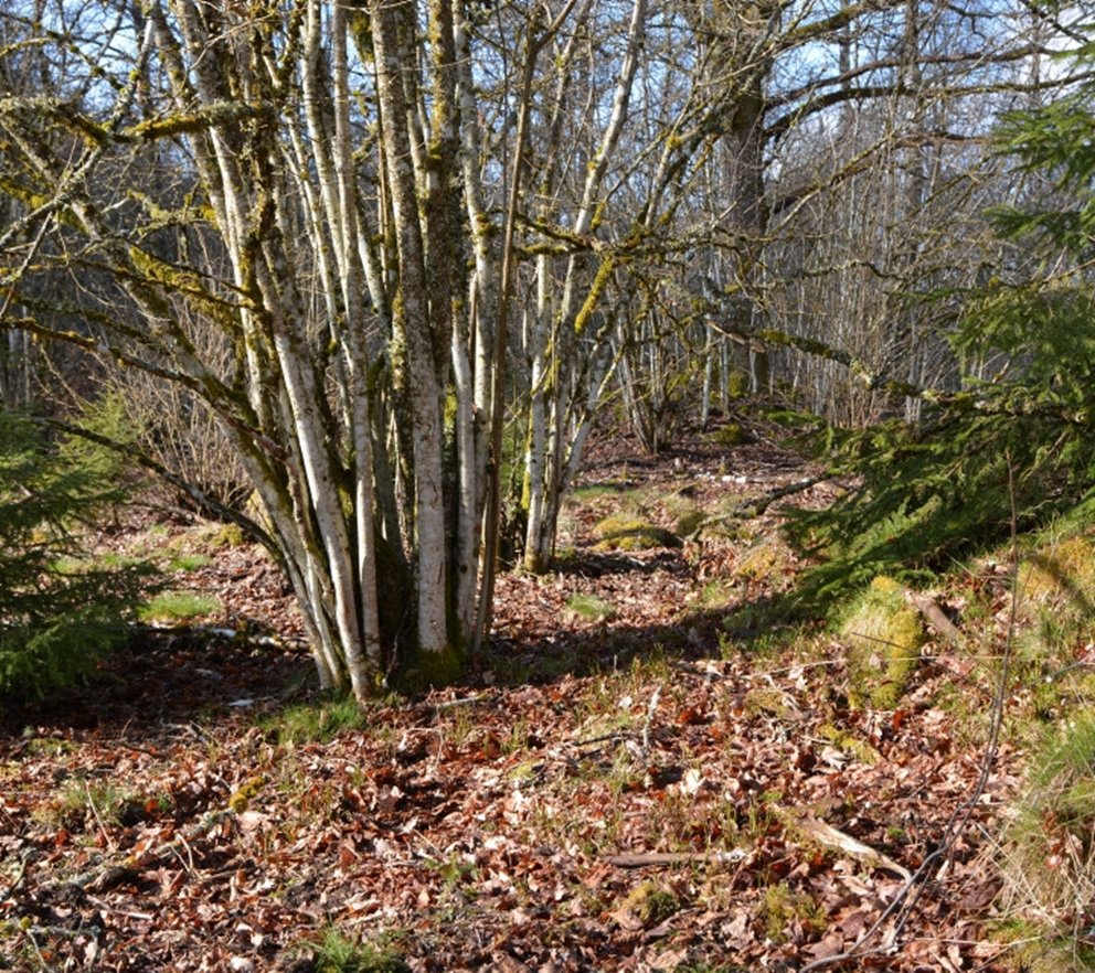 Bild på lövskog