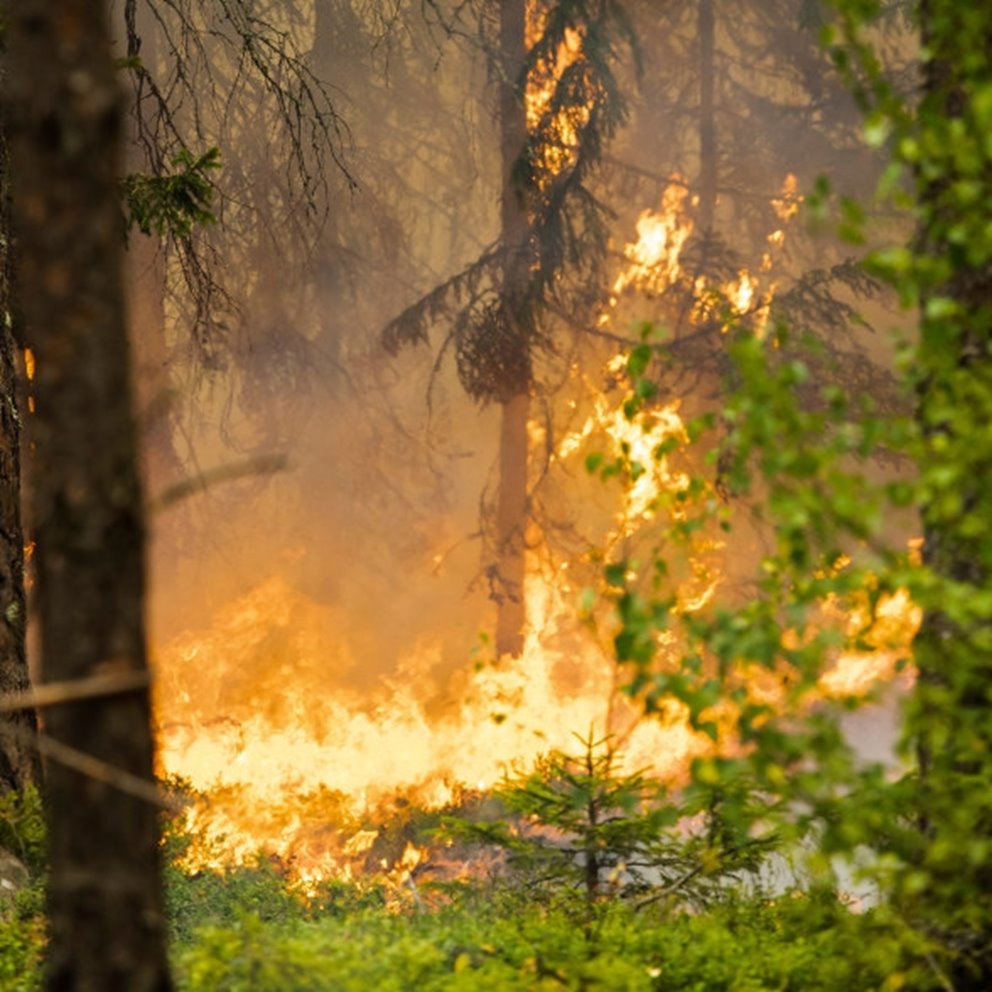 Naturvårdsbränning av skog i Klenemåla
